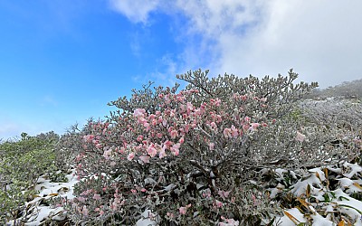 설중 철쭉