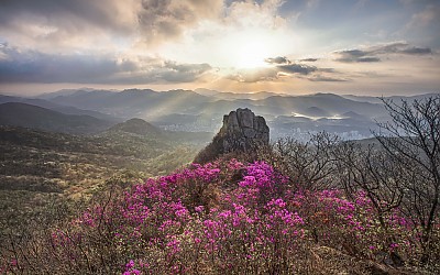 금정산 진달래 1