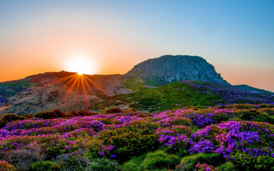 한라산철쭉