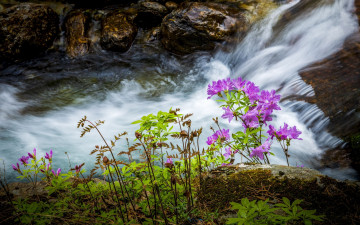뱀사골 수달래 - 지리산