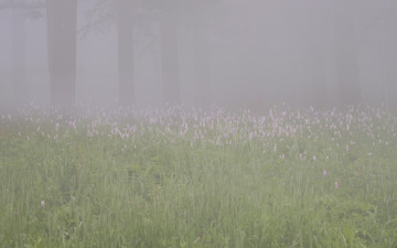 함백산 만항재 범꼬리