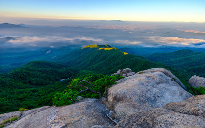 앉은뱅이 소나무