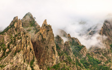 코리안 세체다???