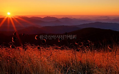 수리취와 일출