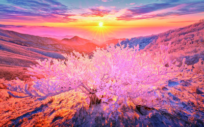 소백산_붉은 산호초